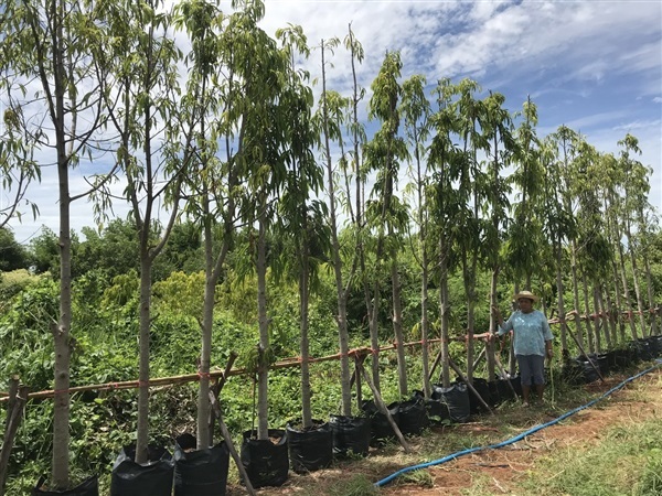 ไทรย้อยใบแหลม ขนาด 3”-8” **ราคาที่ระบุเป็นราคาเริ่มต้น | สวนธนารมย์ - ศรีประจันต์ สุพรรณบุรี