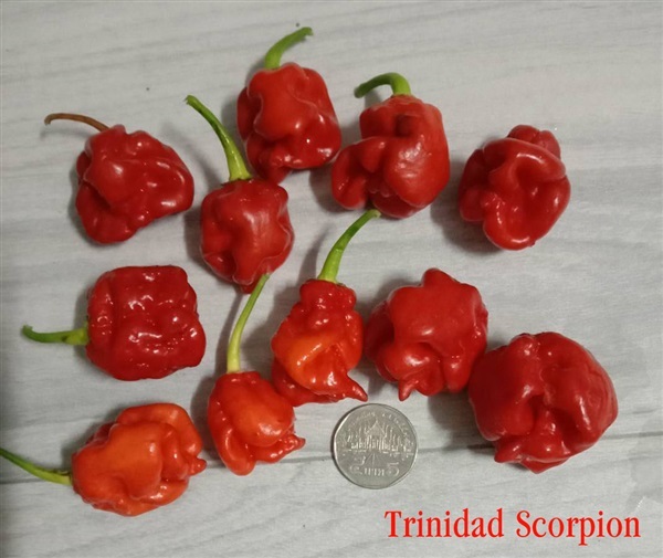 เมล็ดพริก Trinidad Scorpion | 28Shopศูนย์รวมพันธุ์ไม้นานาชนิด - เมืองฉะเชิงเทรา ฉะเชิงเทรา
