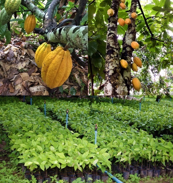ต้นโกโก้พันธุ์ชุมพร1 | บ้านไร่โกโก้ระ - แก่งกระจาน เพชรบุรี
