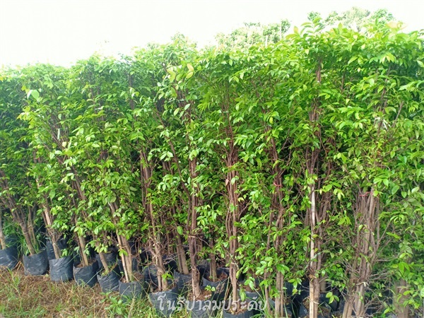 ต้นโมก | โนรีปาล์มประดับ 2 (สุนทรพันธ์ไม้) - เมืองปราจีนบุรี ปราจีนบุรี