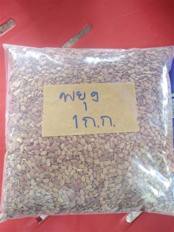 ขายเมล็ดพยุงไทย | เมล็ดพันธุ์ดี เกษตรวิถีไทย - เมืองระยอง ระยอง