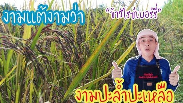 เปิดขายพันธุ์ข้าวพื้นบ้าน 22สายพันธุ์ | วรินทร์ฟาร์ม -  พะเยา