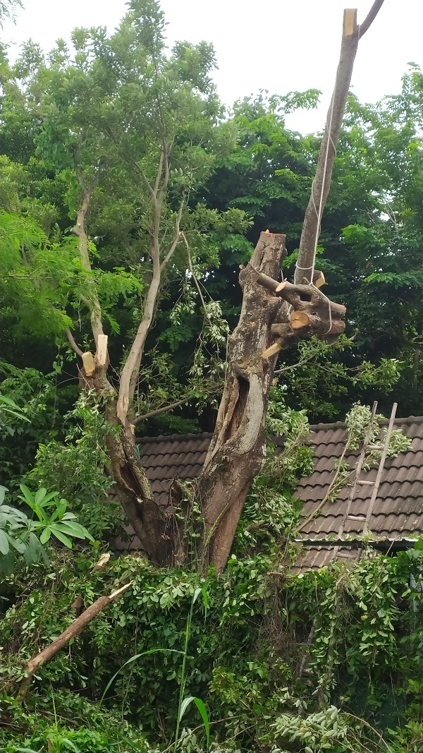 รับต้นไม้ใหญ่นนทบุรี ต้นทองหลาง ต้นโพธิ์ ต้นไทร ต้นตีนเป็ด