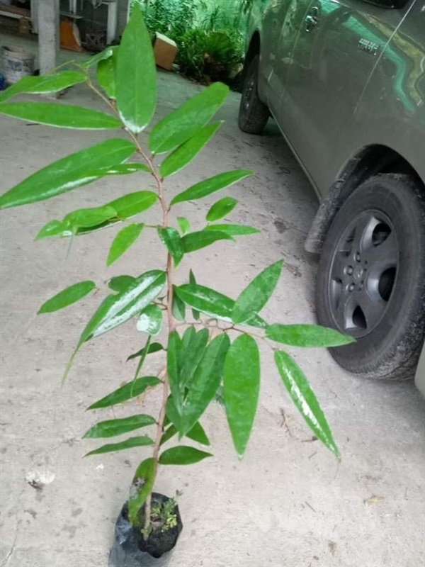 นมแมวไม้ดอกหอมวงศกระดังงา300ไม่รวมส่งคะ | สายทองพืชสมุนไพร - บางพลี สมุทรปราการ