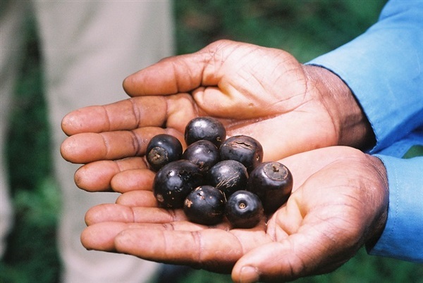 Black plum vitex doniana