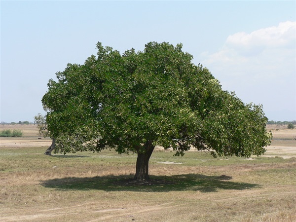 Black plum vitex doniana