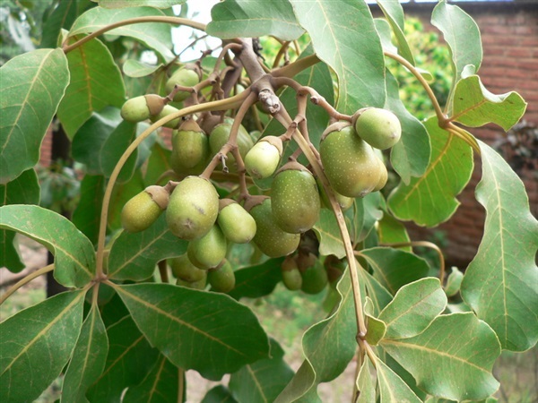 Black plum vitex doniana