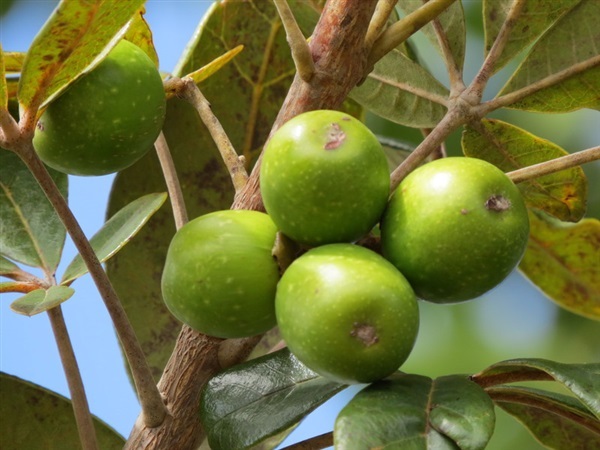 Black plum vitex doniana | เมล็ดพันธุ์ดี เกษตรวิถีไทย - เมืองระยอง ระยอง