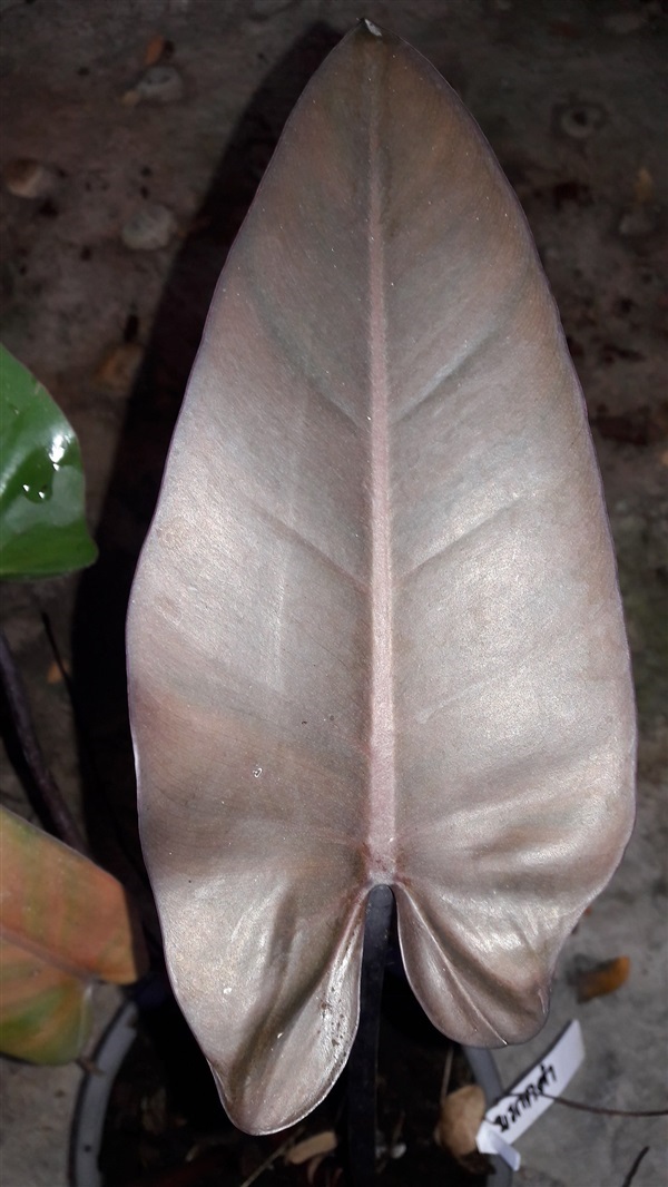 Dark lord Philodendron