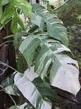 Epipremaum pinnatum variegated