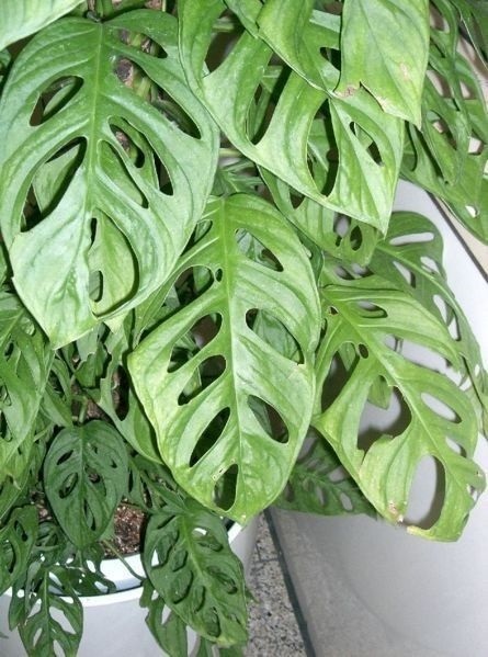 Monstera Adansonii | ธีรดาการ์เด้น - บางปะหัน พระนครศรีอยุธยา