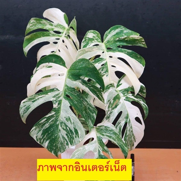 monstera borsigiana albo japan variegated | ธีรดาการ์เด้น - บางปะหัน พระนครศรีอยุธยา