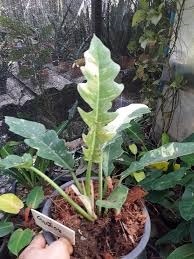 Surratum 'Ring of file' Variegated