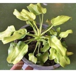 Xanadu Mini Variegated | ธีรดาการ์เด้น - บางปะหัน พระนครศรีอยุธยา