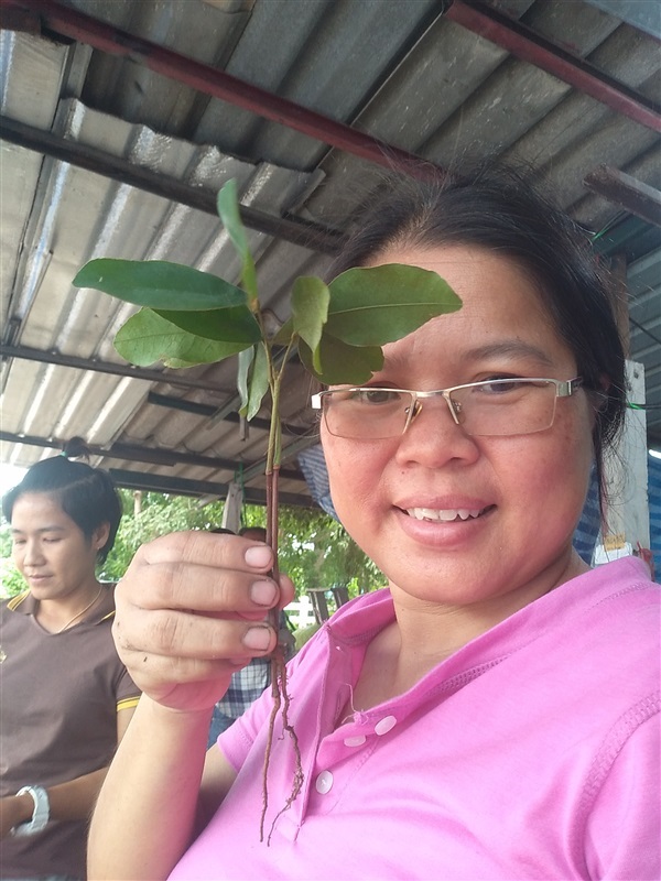 กล้าถอนมะค่าแต้ | เมล็ดพันธุ์ดี เกษตรวิถีไทย - เมืองระยอง ระยอง