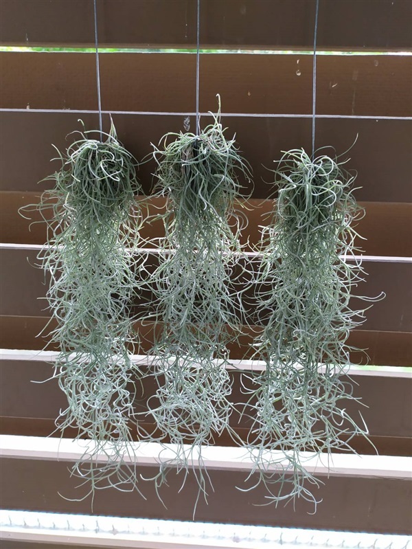 ไม้มหัศจรรย์ เคราฤาษี กรองฝุ่นpm2.5   Spanish moss  