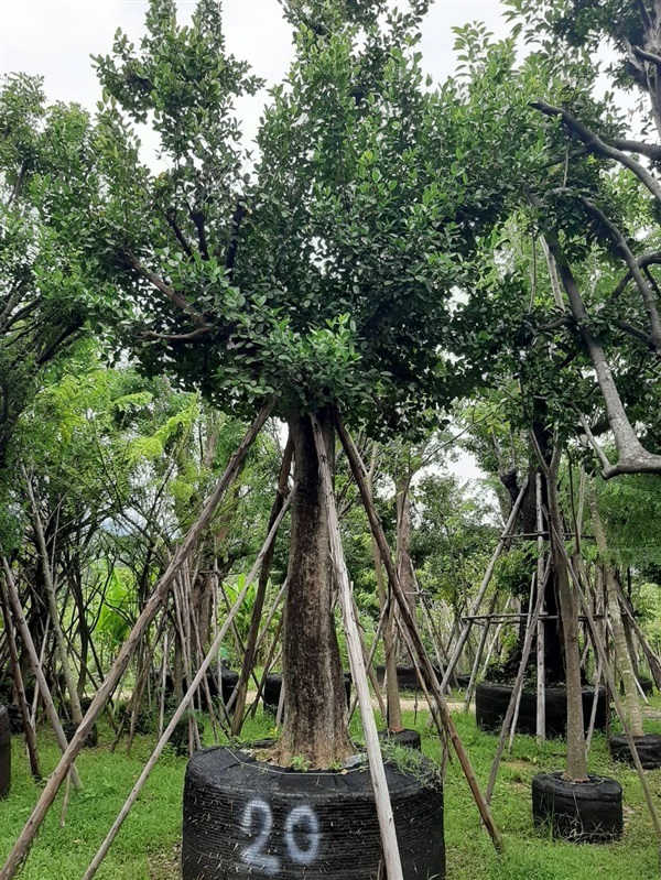 มั่งมี | สวน ทับทิม การ์เด้นท์ - แก่งคอย สระบุรี