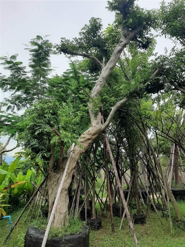 ต้นชุมแสง | สวน ทับทิม การ์เด้นท์ - แก่งคอย สระบุรี