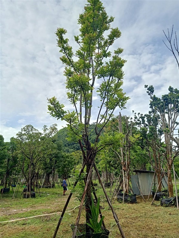 แคนา | สวน ทับทิม การ์เด้นท์ - แก่งคอย สระบุรี