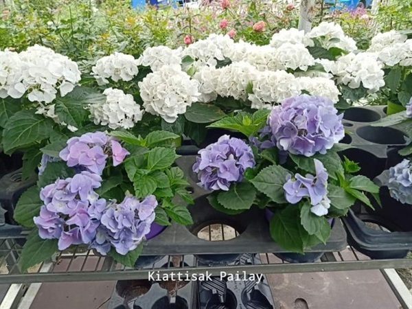 ไฮเดรนเจียพันธ์นอก - Hydrangea (กทม) | Kiattisak Pailay - บางกอกน้อย กรุงเทพมหานคร