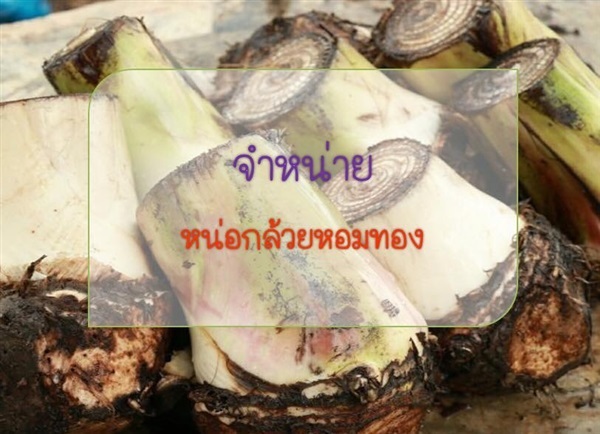 หน่อกล้วยหอมทอง | PlantarLAB - เมืองนครนายก นครนายก