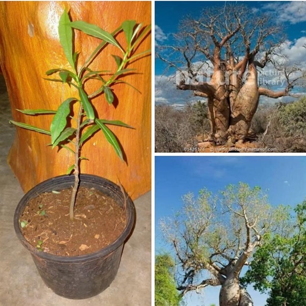 Adansonia za เบาบับซา  1000 | สายทองพืชสมุนไพร - บางพลี สมุทรปราการ