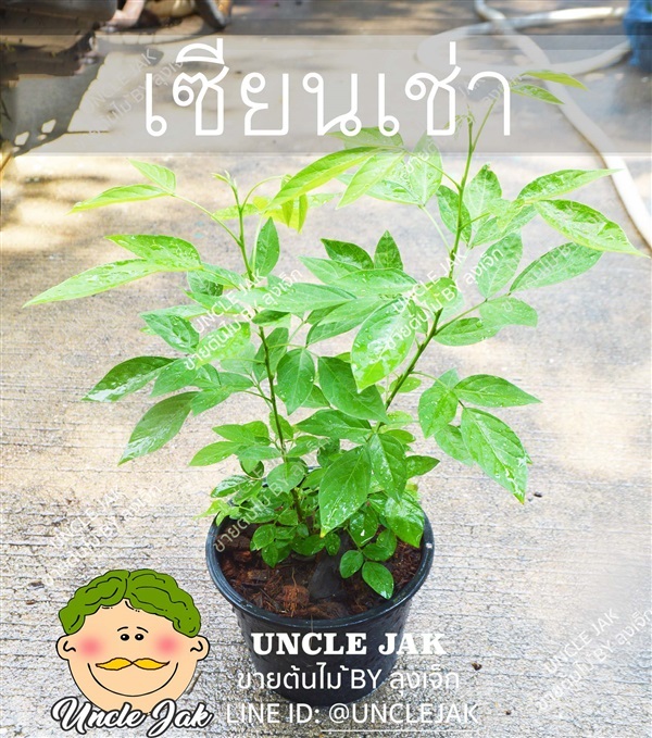 เซียงเช่า เซียนเช่า ต้นพรหมจรรย์ ไม้มงคล | Uncle Jak   - หนองแขม กรุงเทพมหานคร