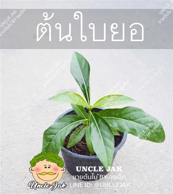 ยอบ้าน ใบยอทำห่อหมก | Uncle Jak   - หนองแขม กรุงเทพมหานคร