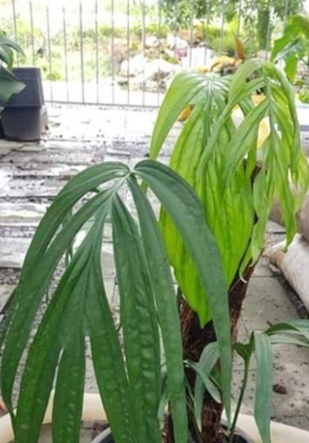 Amydrium zippelianum-ฟิโลมือเสือ