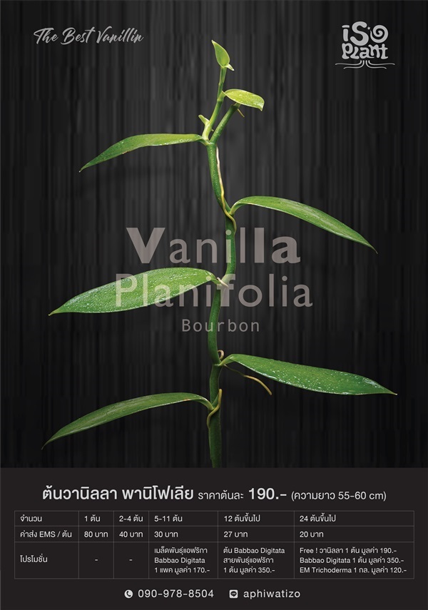 ต้นวนิลา พานิโฟเลีย Vanilla Planifolia