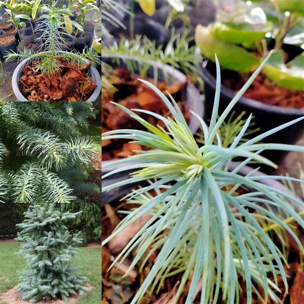  สนใบหนาม Cunninghamia lanceolata  1800บ