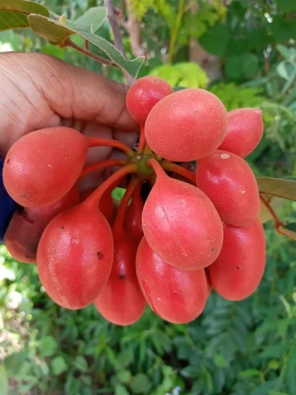 ขายเมล็ดนมควาย | เมล็ดพันธุ์ดี เกษตรวิถีไทย - เมืองระยอง ระยอง