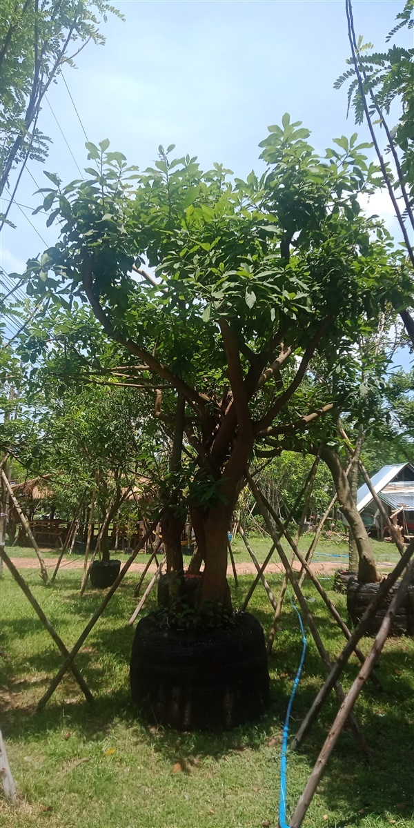 ต้นจิกน้ำ | สมโภชน์พันธุ์ไม้ - แก่งคอย สระบุรี