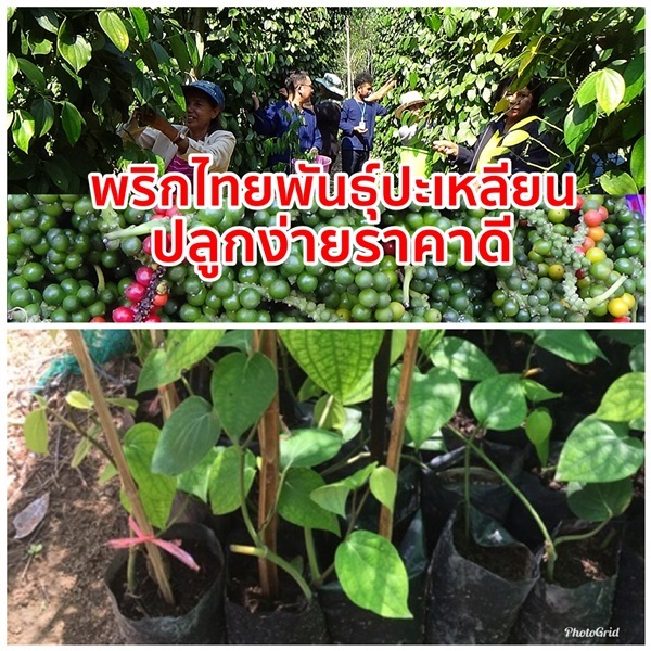 ต้นพริกไทยพันธุ์ปะเหลียน ส่งเก็บเงินปลายทาง | วรรณพันธุ์ไม้ - เมืองตรัง ตรัง