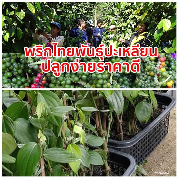 พันธุ์พริกไทย สายพันธุ์ปะเหลียน ส่งเก็บเงินปลายทาง | วรรณพันธุ์ไม้ - เมืองตรัง ตรัง