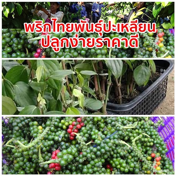 ต้นพันธุ์พริกไทย สายพันธุ์ปะเหลียน ส่งเก็บเงินปลายทาง