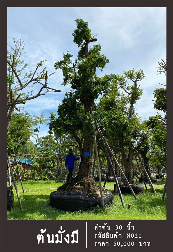 ต้นมั่งมี NO.011 | สวนเป็นหนึ่งพันธุ์ไม้ - วัฒนา กรุงเทพมหานคร