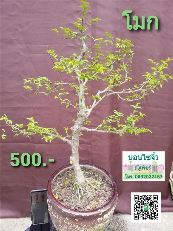 บอนไซต้นโมก | ณัฐพัชร์ไม้แคระ - ธัญบุรี ปทุมธานี
