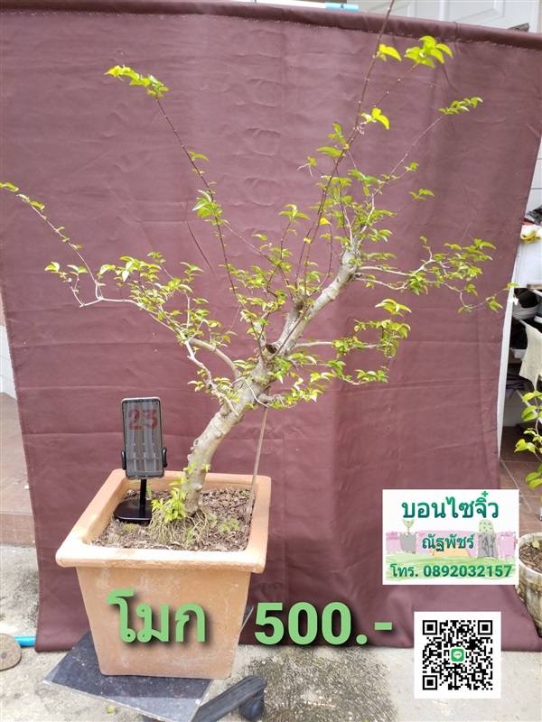 บอนไซต้นโมก | ณัฐพัชร์ไม้แคระ - ธัญบุรี ปทุมธานี