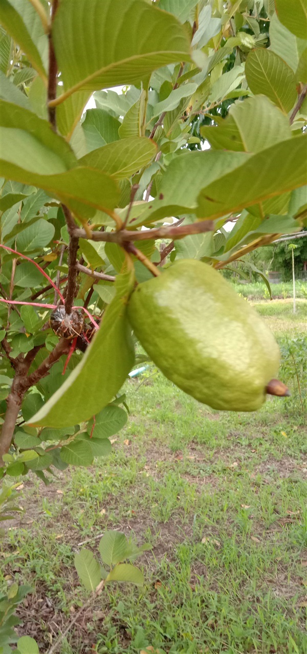 ฝรั่งไร้เมล็ด | สวนมะนาวแป้นไร่สุ่มมาตร์  - เมืองลพบุรี ลพบุรี