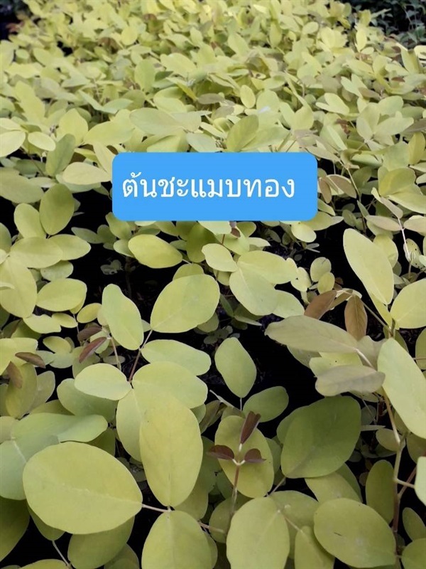 ชะแมบทอง | โชค พันธุ์ไม้ - เมืองปราจีนบุรี ปราจีนบุรี