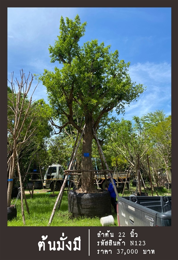 ต้นมั่งมี NO.123 | สวนเป็นหนึ่งพันธุ์ไม้ - วัฒนา กรุงเทพมหานคร