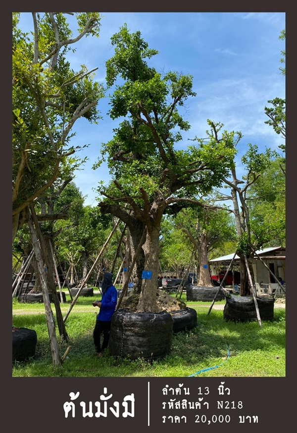ต้นมั่งมี NO.218 | สวนเป็นหนึ่งพันธุ์ไม้ - วัฒนา กรุงเทพมหานคร