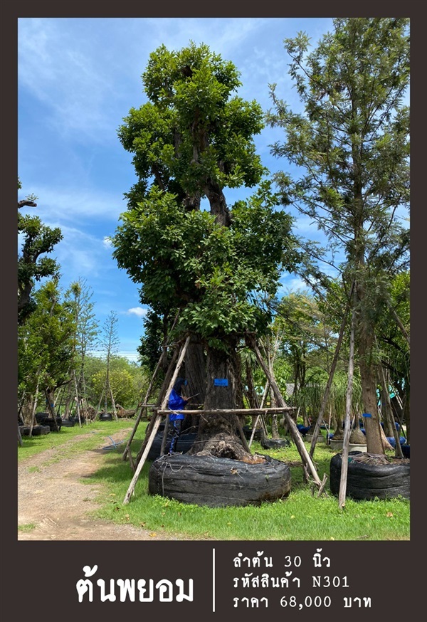 ต้นพยอม NO.301 | สวนเป็นหนึ่งพันธุ์ไม้ - วัฒนา กรุงเทพมหานคร