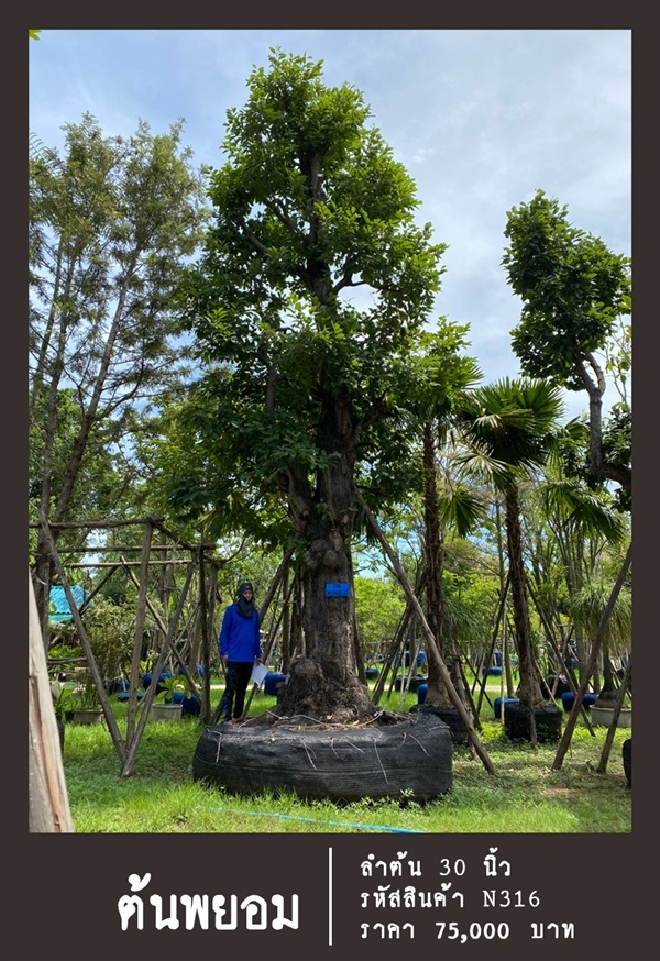 ต้นพยอม NO.316 | สวนเป็นหนึ่งพันธุ์ไม้ - วัฒนา กรุงเทพมหานคร