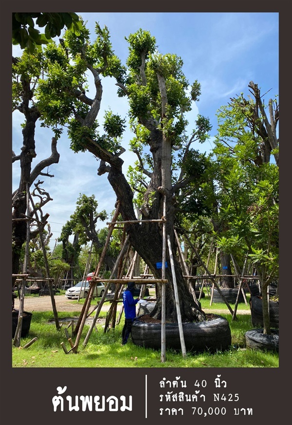 ต้นพยอม NO.425 | สวนเป็นหนึ่งพันธุ์ไม้ - วัฒนา กรุงเทพมหานคร