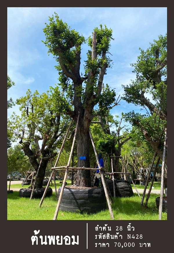 ต้นพยอม NO.428 | สวนเป็นหนึ่งพันธุ์ไม้ - วัฒนา กรุงเทพมหานคร
