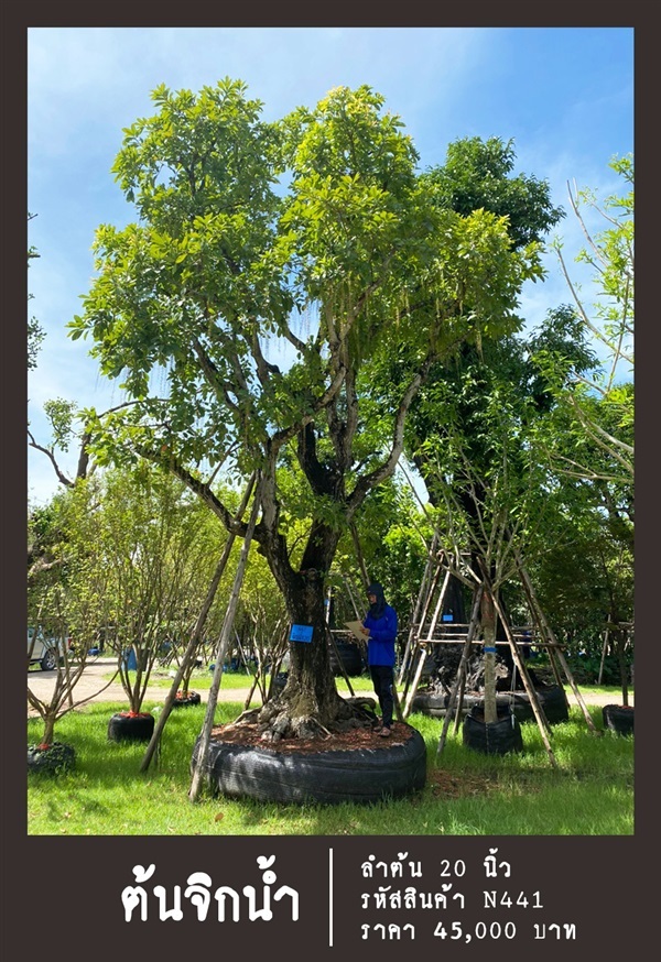ต้นจิกน้ำ NO.441 | สวนเป็นหนึ่งพันธุ์ไม้ - วัฒนา กรุงเทพมหานคร