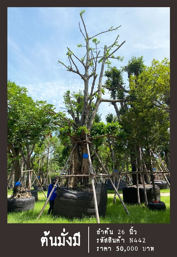 ต้นมั่งมี NO.442 | สวนเป็นหนึ่งพันธุ์ไม้ - วัฒนา กรุงเทพมหานคร