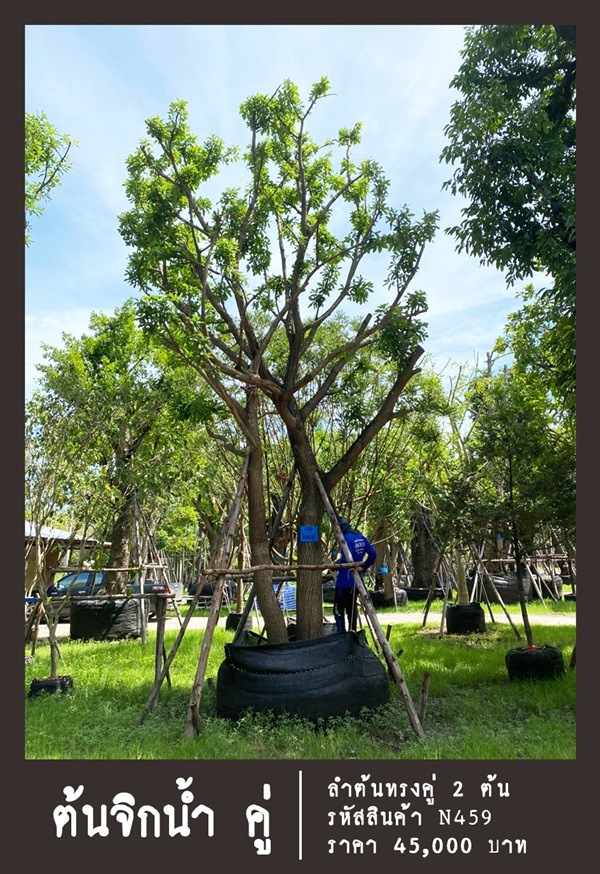ต้นจิกน้ำ NO.459 | สวนเป็นหนึ่งพันธุ์ไม้ - วัฒนา กรุงเทพมหานคร